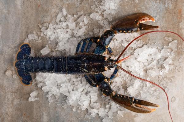 HOMARD EUROPÉEN