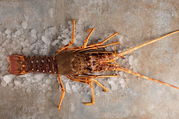 LANGOUSTE ROUGE