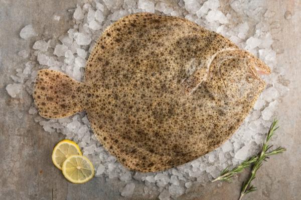 TURBOT