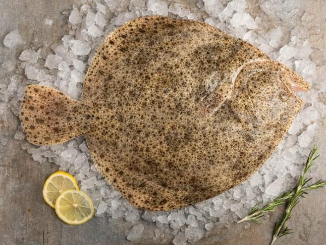TURBOT